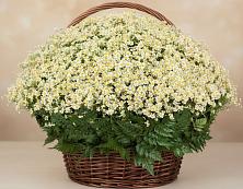 Цветочная композиция из Ромашки в корзине #REPLACE_PRED# Куруше
