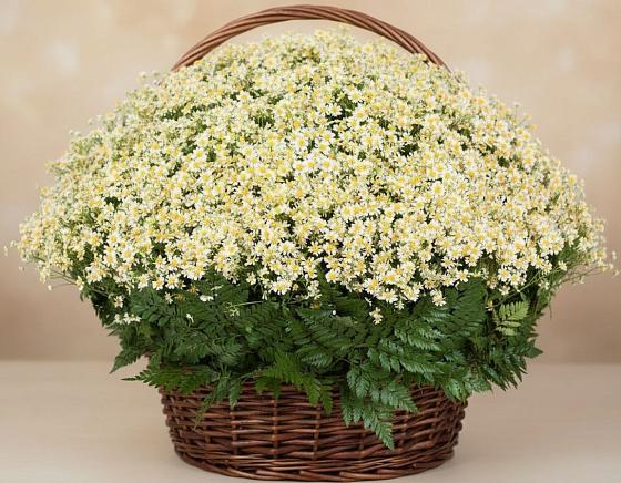 Цветочная композиция из Ромашки в корзине в Куруше